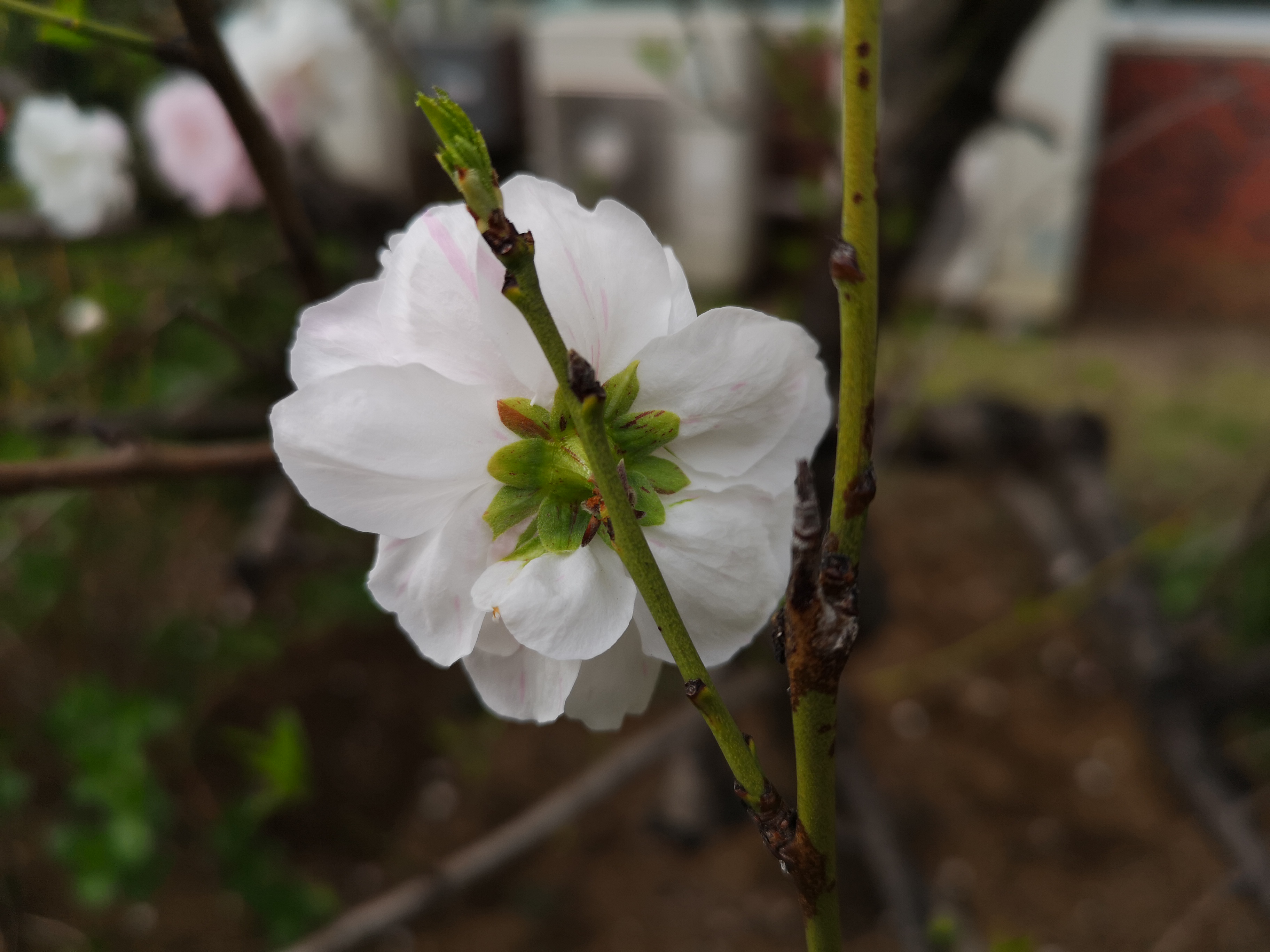 図2：花の裏側から撮った萼。