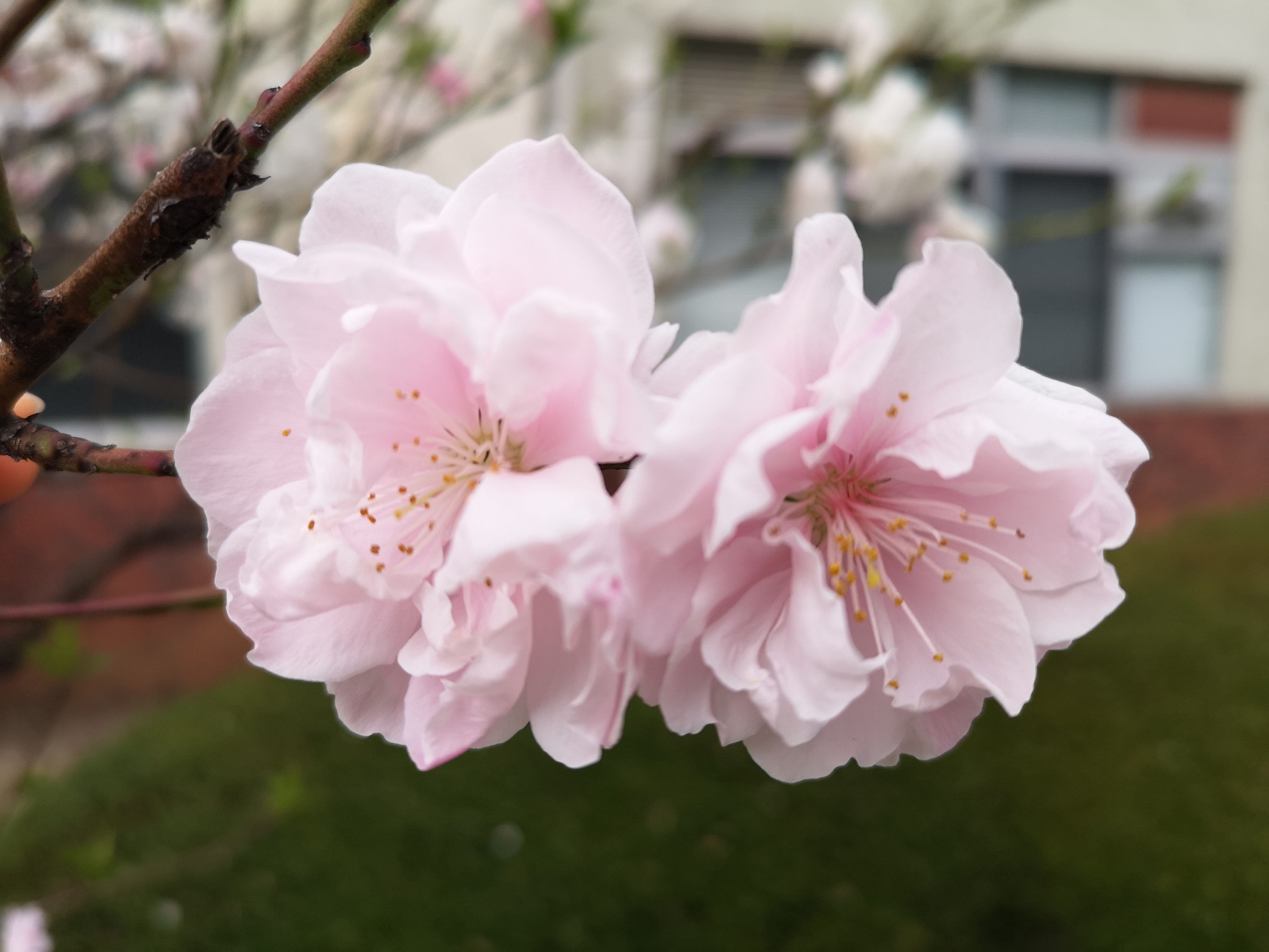 図3：1つの節から2つの花が生えている。その1。