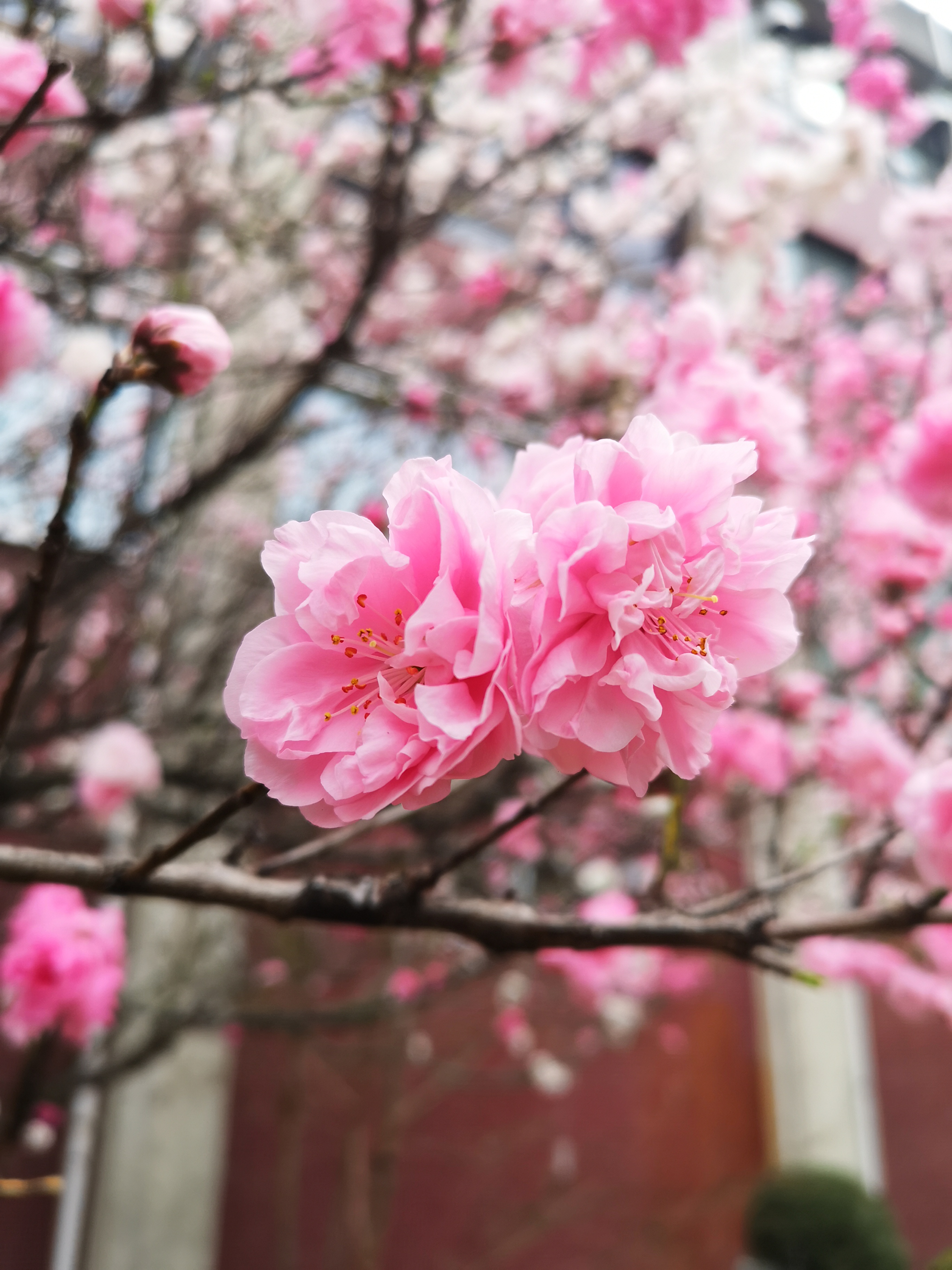 図4：1つの節から2つの花が生えている。その2。