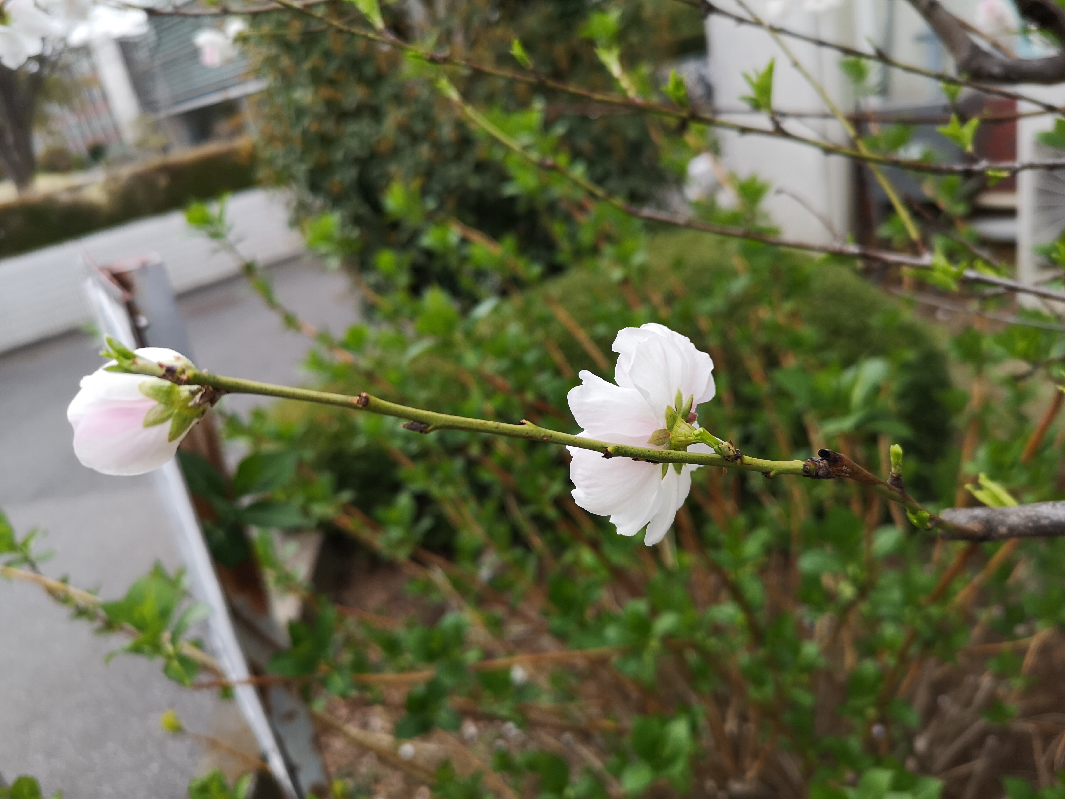 図5：節から花まで距離がある。