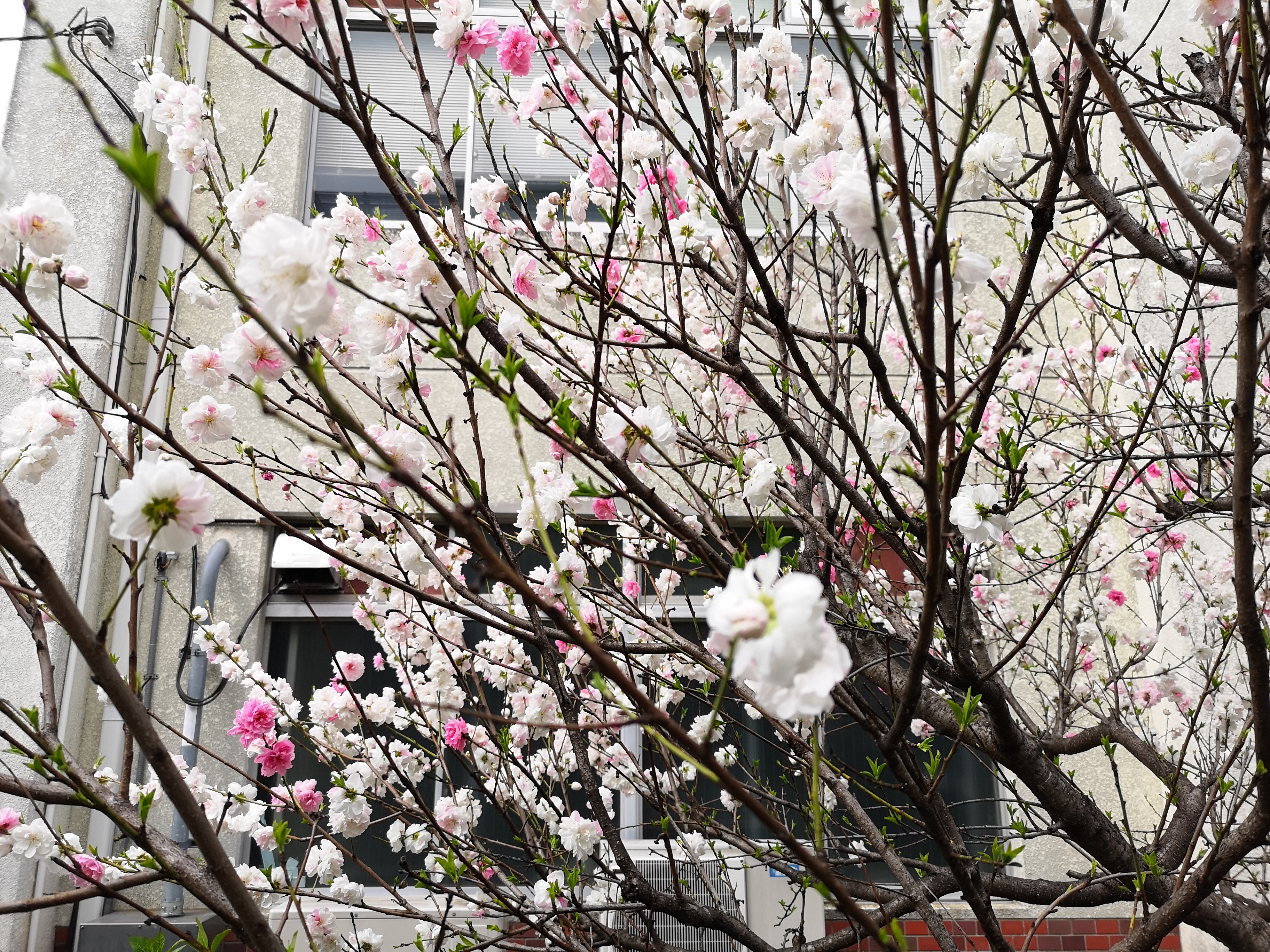 図6：花と葉が1本の木に共在している。