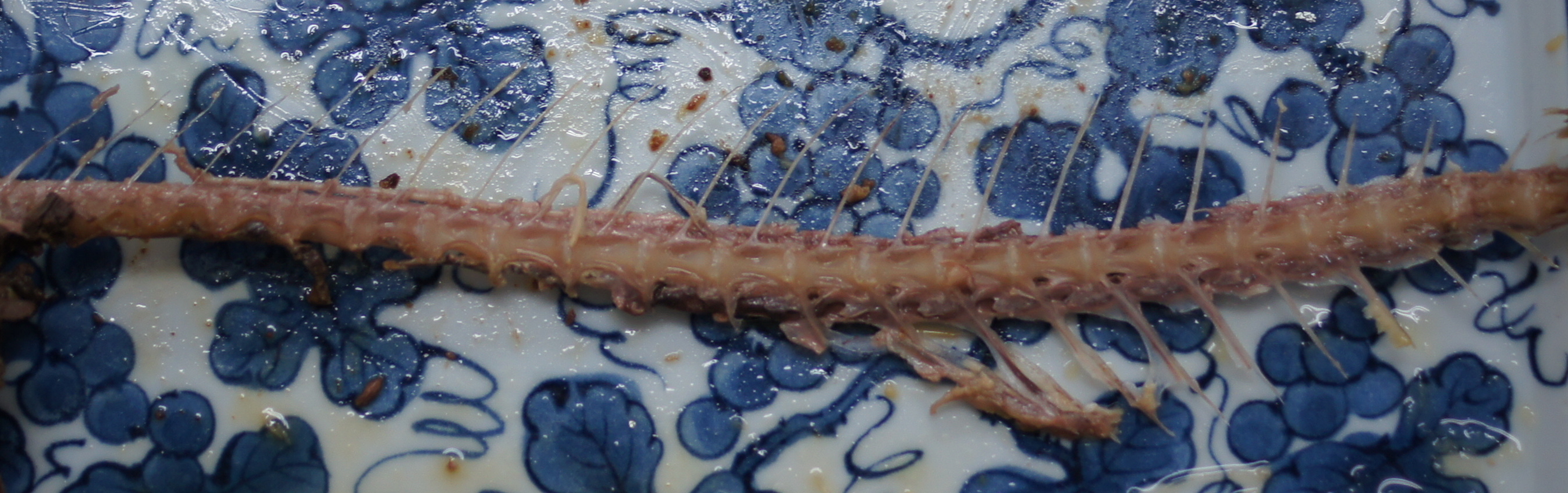 図3：サバの椎骨