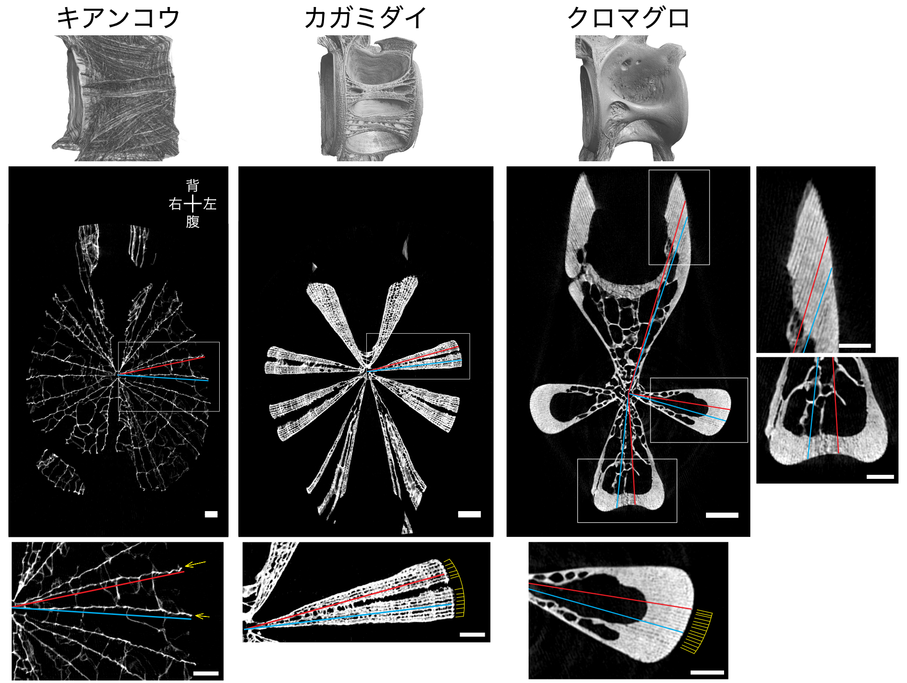 図7：椎骨の断面図